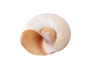 Sea shell isolated on white background. Close-up