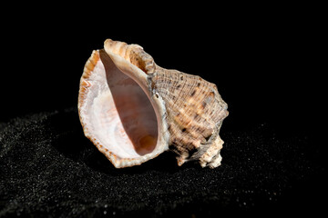 Rapana Seashell on a black sand background
