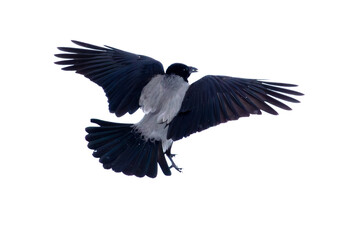Obraz premium Raven in flight isolated white background