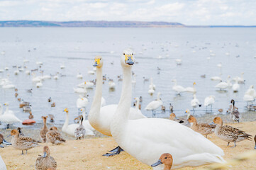 北海道　クッチャロ湖の白鳥