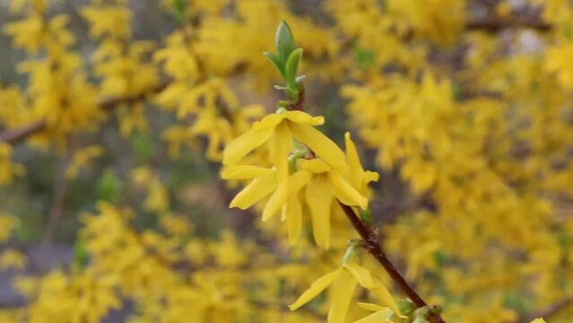 closeup of broom yellow flowers on grey blurred background.