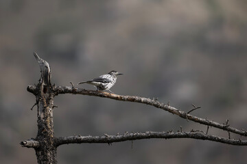 Large-spotted nutcracker