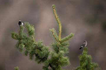 Blue-capped redstart