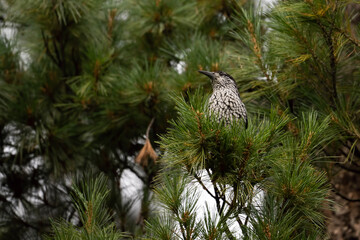 Large-spotted nutcracker
