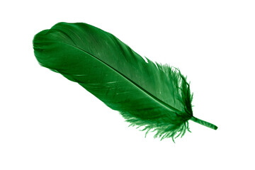 green feathers on white isolated background