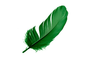 green feathers on white isolated background