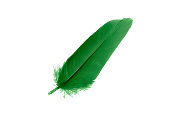 green feathers on white isolated background