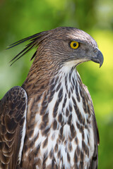 close up of a hawk eagle