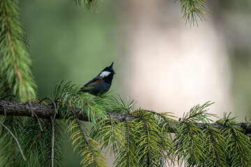 Crested tit or Spot Winged Tit