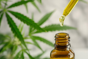 CBD Hemp oil, droplet of Cannabis oil against Marijuana plant. Medical marijuana, alternative medicine. Oil extracts in a bottle, selective focus