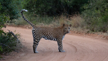 a male leopard scent marking on the road