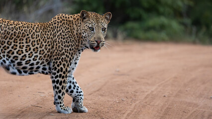 a male leopard walking on the road