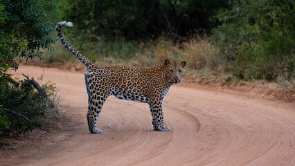 a male leopard scent marking on the road