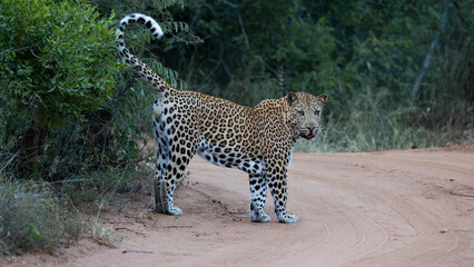 a male leopard scent marking on the road