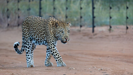 a male leopard walking on the road