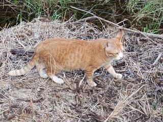 Orange cat