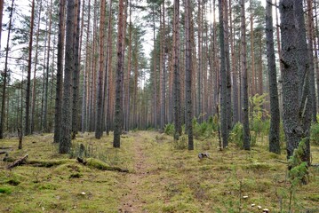 Autumn mushroom picking in the forest, nature.