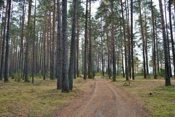 Autumn mushroom picking in the forest, nature.