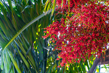 Beautiful tropical palm tree palms trees red areca betel nuts.