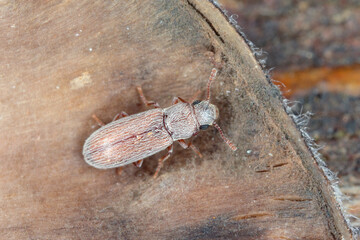 Leucohimatium arundinaceum, a small beetle of the family Languriidae living in Gran Canaria, Spain.