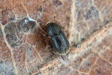 Bark Beetle (Scolytidae, Scolytinae) of genus Liparthrum living in Gran Canaria, Spain.