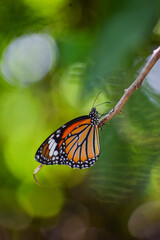Fototapeta na wymiar Monarch butterfly with beautiful nature background. Orange butterfly resting on a branch.