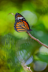 Monarch butterfly with beautiful nature background. Orange butterfly resting on a branch.