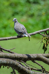 Beautiful turtle dove perching on the branch near the lake. Love bird background.