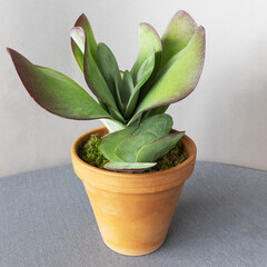 Green and purple desert cabbage Kalanchoe tetraphylla plant in clay pot on gray table cloth