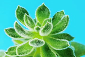 Hairy leaves, echeveria cactus on a bluish background