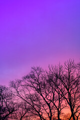 Fototapeta na wymiar 木々のシルエットと紫色の鮮やかなグラデーションの空
