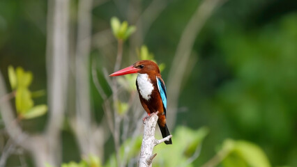 White-throated kingfisher perched on branch in natural habitat. Wildlife and biodiversity.