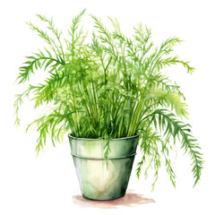 Watercolor plant Asparagus Fern in a pot isolated on a white background