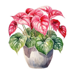 Obraz premium Watercolor plant Caladium in a pot isolated on a white background