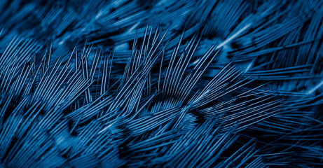 blue feathers with an interesting pattern. background