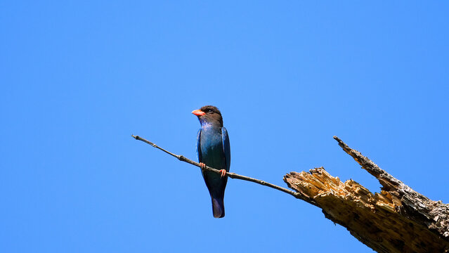 Exotic bird perched on tree branch against clear blue sky. Wildlife and nature.