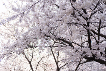 Close up of Pot Kot or Cherry Blossom in spring with Soft focus, in Seoul, South Korea