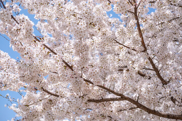 Close up of Pot Kot or Cherry Blossom in spring with Soft focus, in Seoul, South Korea