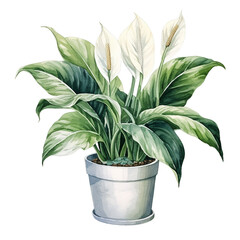 Watercolor plant Peace Lily in a pot isolated on a white background 