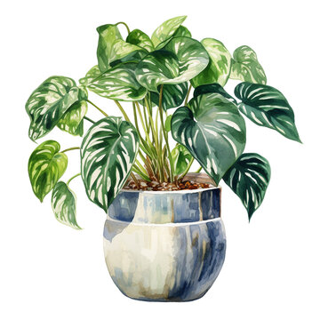 Watercolor plant Philodendron Birkin in a pot isolated on a white background