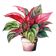 Watercolor plant Red Aglaonema in a pot isolated on a white background