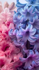 Petal Poetry: A close-up portrait of the Hyacinth reveals the intricate beauty of its petals, a poetic dance of colors and textures.