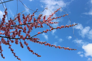 梅の花と青空