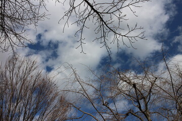 冬の木と空