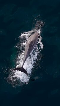 Vertical slow motion drone footage of a  bottlenose dolphin jumping out of the water on a sunny day