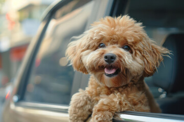 Head of happy lap dog looking out of car window, enjoying road trip