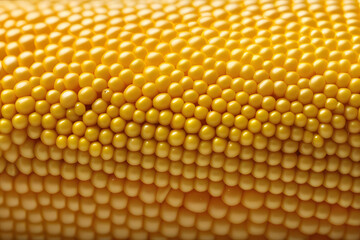 Close Up of Corn on the Cob