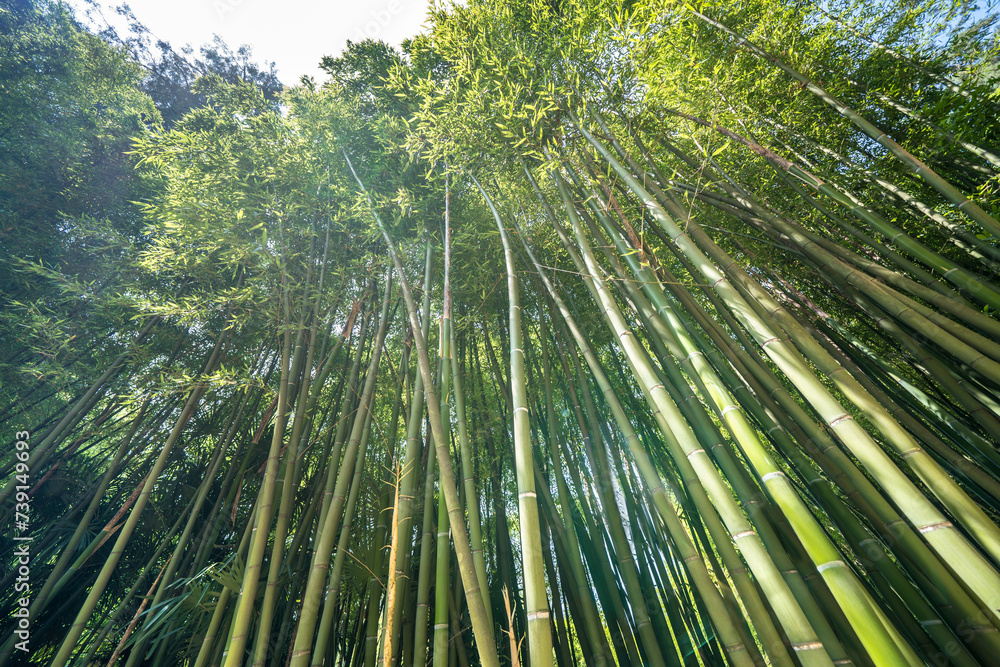 Wall mural the bamboo cevennes, occitanie, france