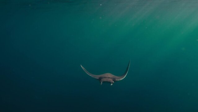 Devil rays Underwater and mobulas marine sea life Deep ocean 4K Sea life Different sea creatures Slow motion
