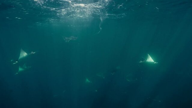 Devil rays Underwater and mobulas marine sea life Deep ocean 4K Sea life Different sea creatures Slow motion
